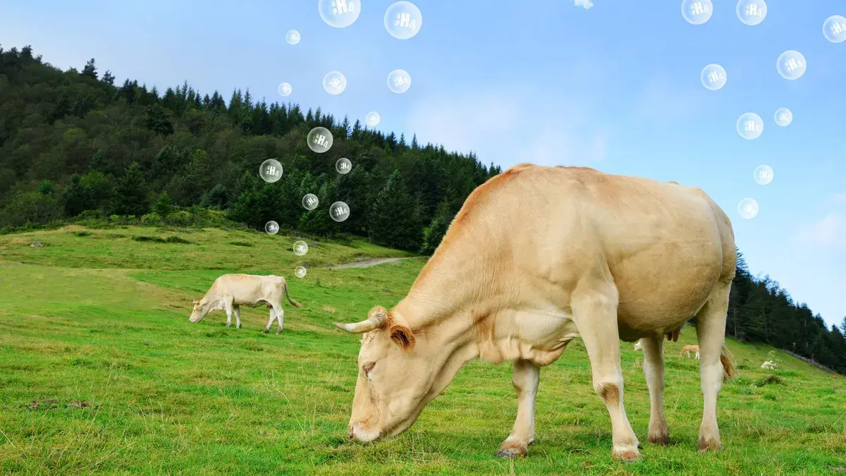 How science is helping cows produce less methane How science is helping cows produce less methane