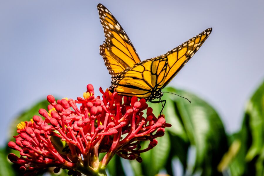 Café e cacau em risco? Alterações climáticas e agricultura insustentável causam perda de polinizadores vitais para essas culturas Café e cacau em risco? Alterações climáticas e agricultura insustentável causam perda de polinizadores vitais para essas culturas
