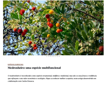 Medronheiro: uma espécie multifuncional Imagem 1